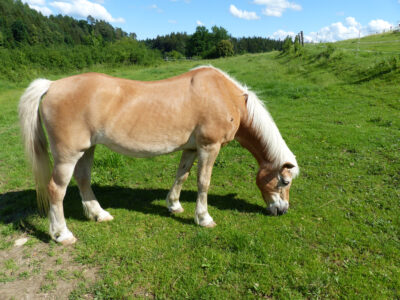 Das Pferd Amira liebt kurzes, frisches Gras. Dann ist sie sehr zufrieden.