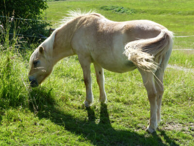 Leckeres Gras frißt das Pferd Sarah Sausewind.