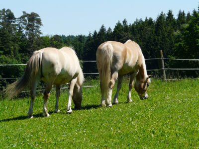Die Pferde Sarah (links) und Amira (rechts) beim Grasen auf der Weide.